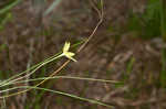 Fringed yellow star-grass